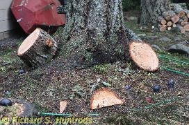 tree fall cleanup - january 2016